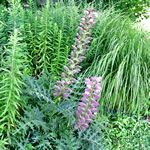 Acanthus hungaricus